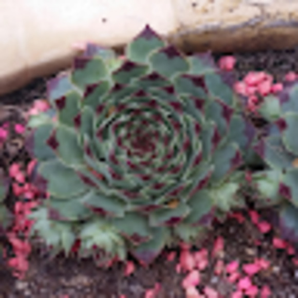 Meet your Posher, Maria - Picture 1 of 1